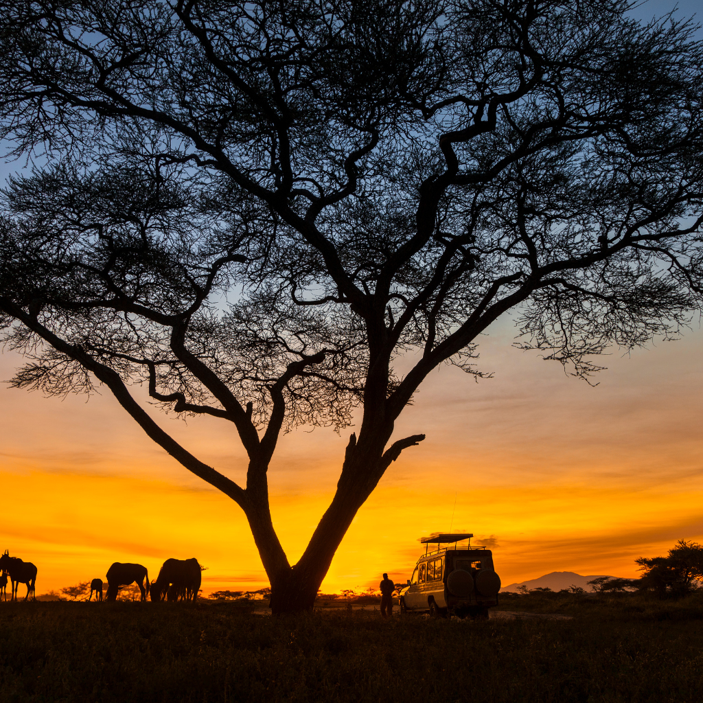 Morning Desert Safari