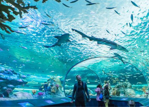 Uncover A Wonderful Land of Sharjah Aquarium