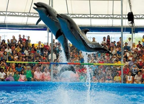 Uncover Magical Dolphin Show Dubai Experience