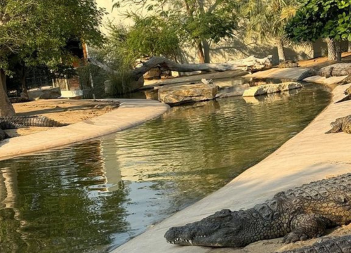 Unravel a great Wildlife Sanctuary Dubai Crocodile Park